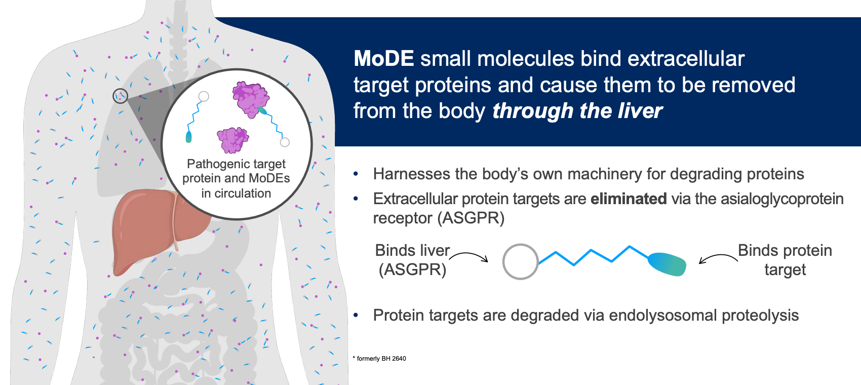 mode IgG degradation.jpg