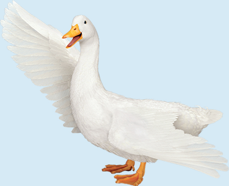 image_duck proposal 1.jpg
