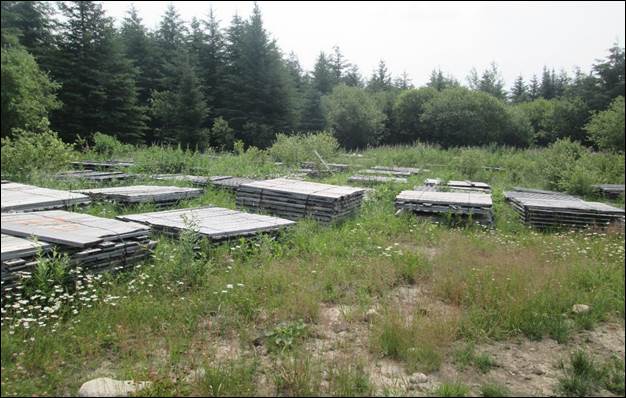 A picture containing tree, grass, outdoor, train

Description automatically generated