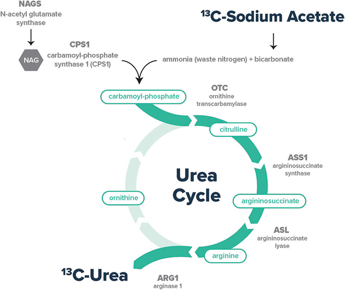 [MISSING IMAGE: http://api.rkd.refinitiv.com/api/FilingsRetrieval3/.80819237.0001104659-24-108067ph_sodiumacetate-4c.jpg.ashx]